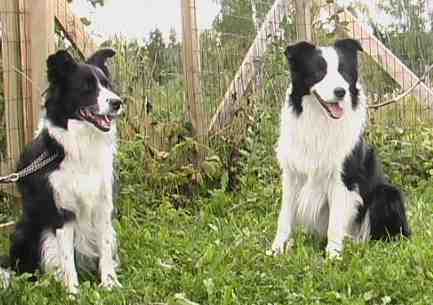 Fin Tva Festivo Vivika ja Festivo Zenith kuva M-L L�nnholtz